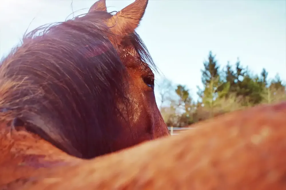 Soins chevaux à Cholet